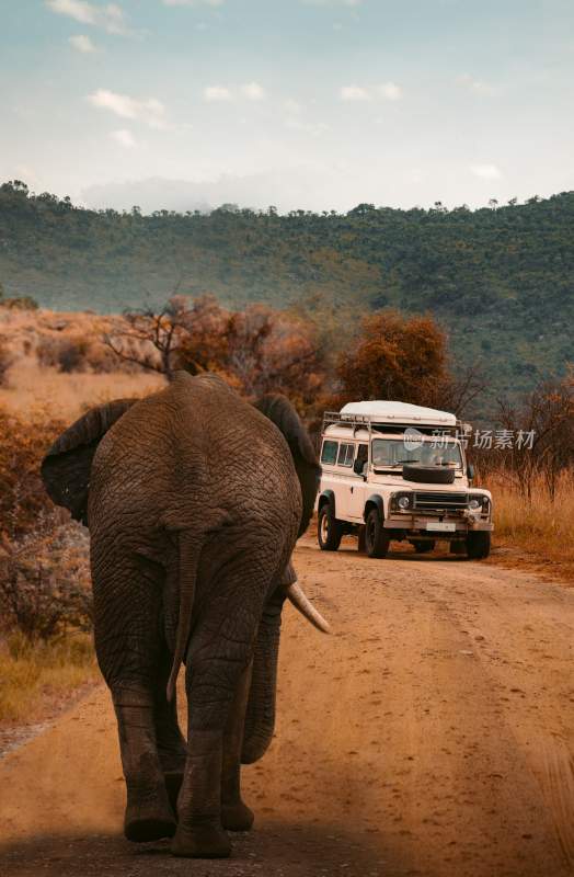 野生动物大象亚洲象