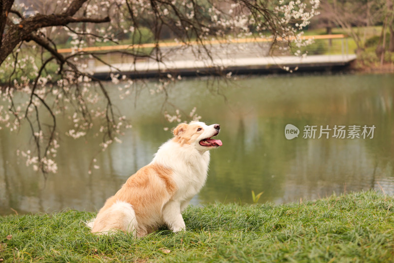 坐在湖边梅花树下的金色边境牧羊犬