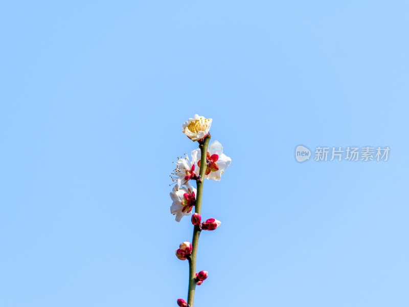 蓝天背景枝头盛开的白梅