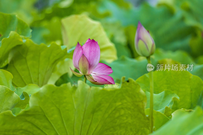 上海荷花园荷花