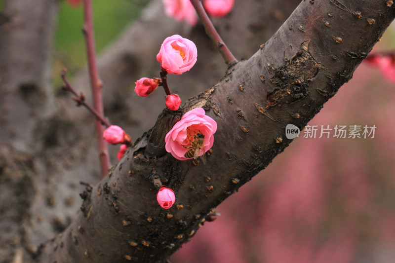 初春绽放的粉红色梅花