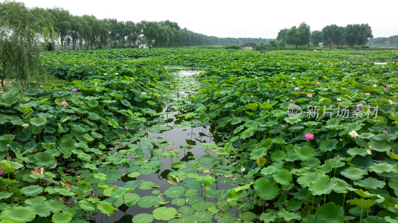 夏季荷塘绿色环境公园