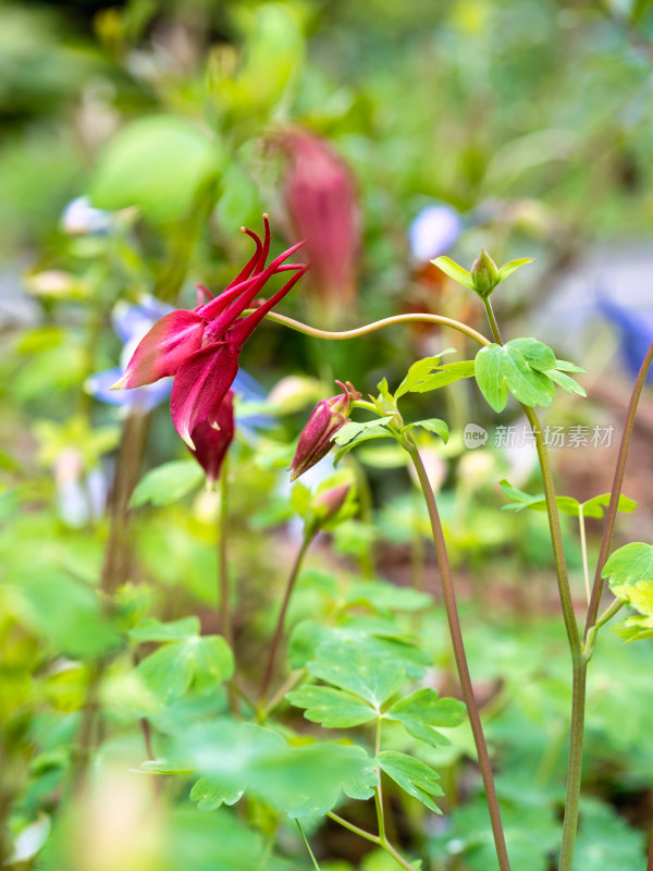 春天的漏斗菜开花