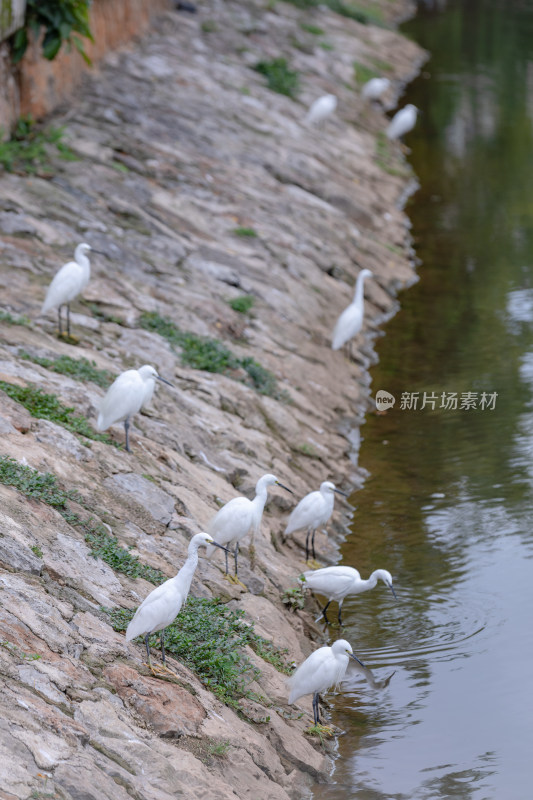 白鹭在水边觅食