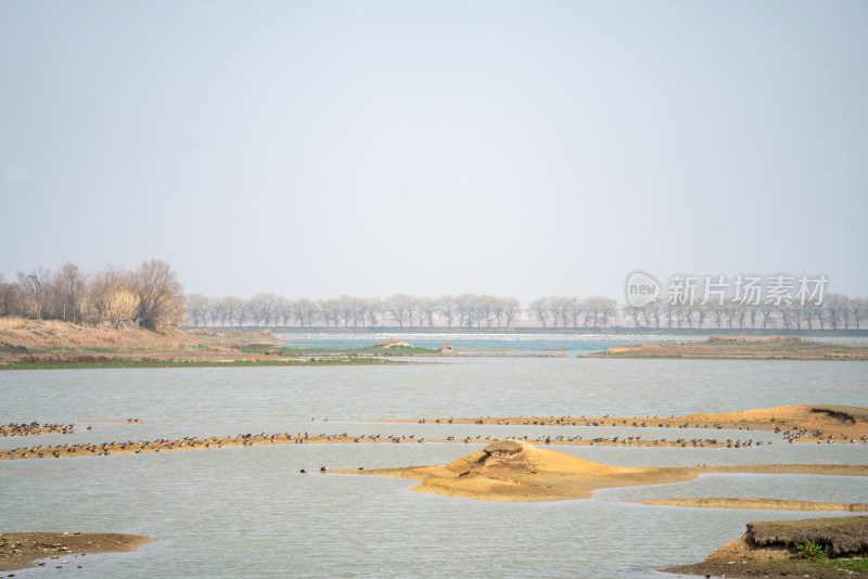 武汉东西湖府河湿地候鸟