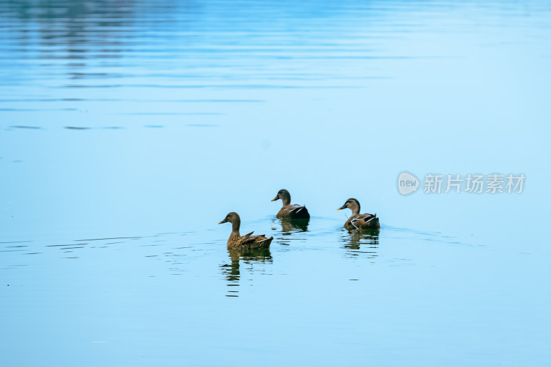 杭州西湖中的水鸭子特写