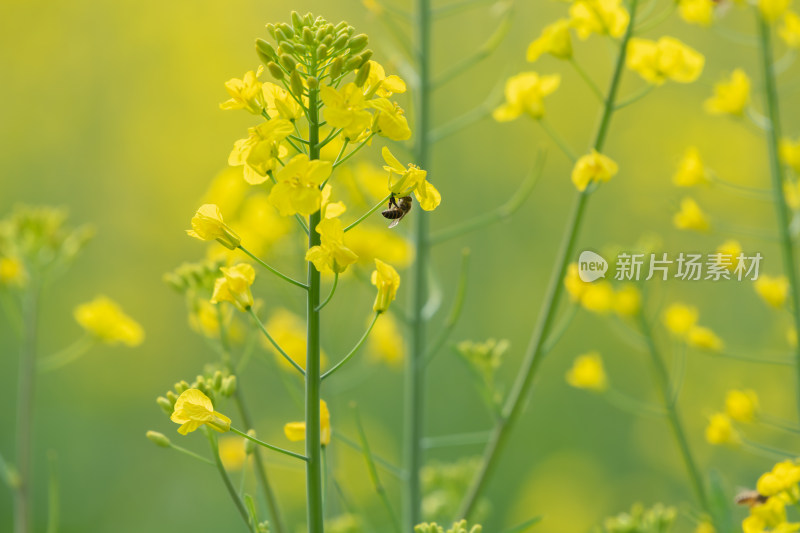 春天油菜花和蜜蜂