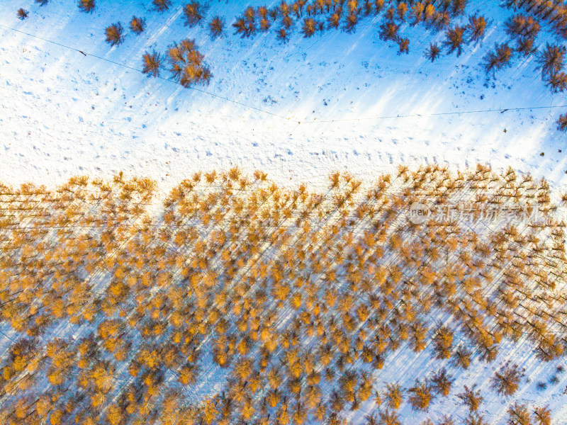 雪地中树木林立的冬季自然风光