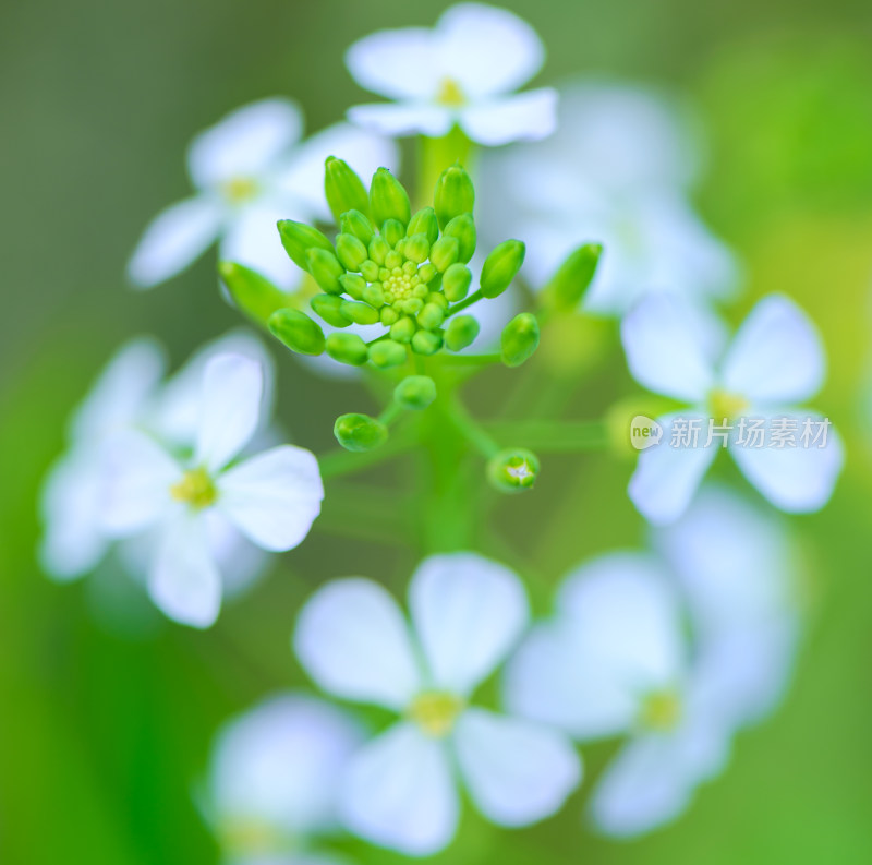 盛开的花朵