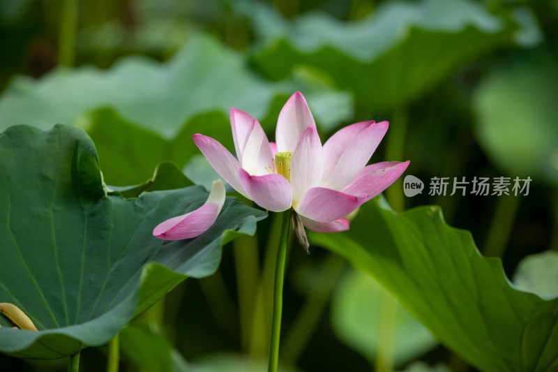 荷花盛开照片