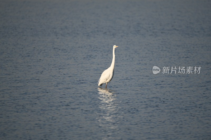 湿地中野生白鹭