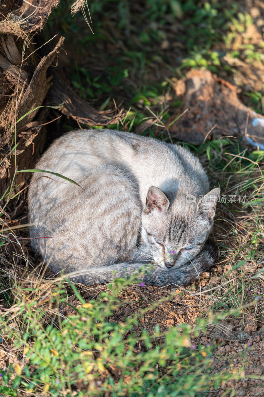 阳光草地上被打扰睡觉的猫