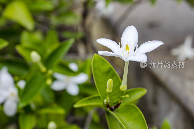 白色小花（锡兰水梅）