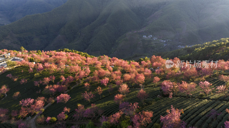 大理无量山樱花谷航拍