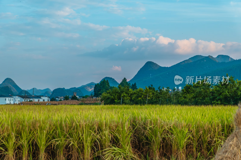 九月的兴义万峰林稻田