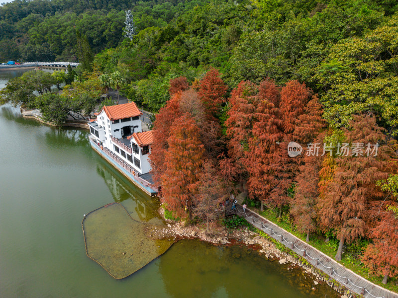 深圳仙湖植物园落羽杉