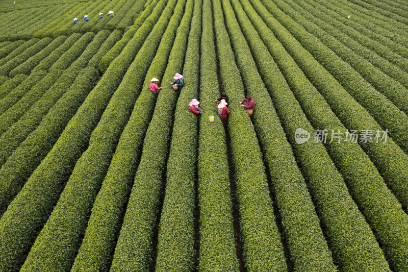 春天杭州西湖龙井茶园龙坞茶园