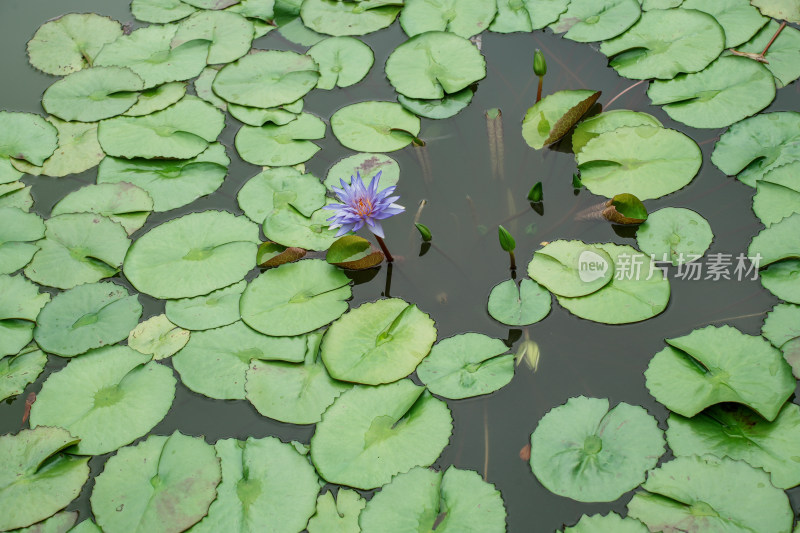 北京国家植物园睡莲