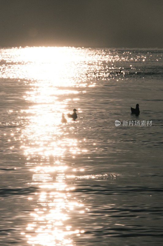 水面波光中游泳的鸭子