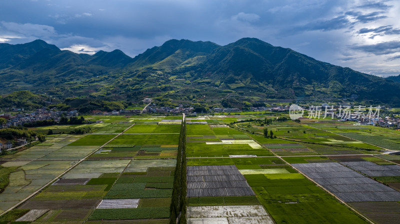 水稻种植基地，大面积的水稻田航拍