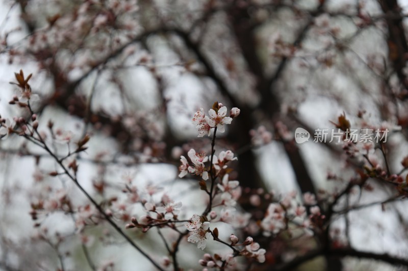 绽放的粉色花卉特写