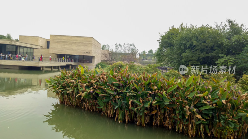 水边建筑与水生植物景观