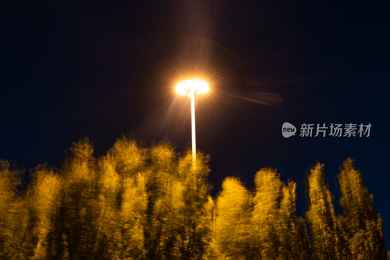 夜晚路灯光芒照亮树林