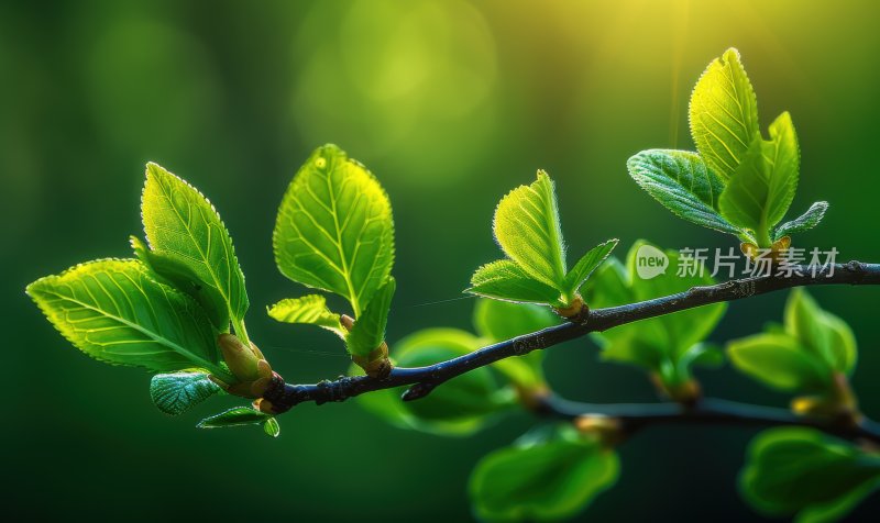 阳光植物发芽逆光树叶嫩芽自然背景