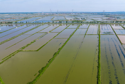 美丽乡村农业水稻种植水产品养殖