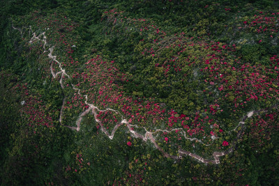 浙江桃源尖杜鹃花海古道航拍