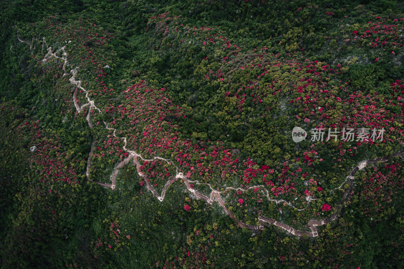 浙江桃源尖杜鹃花海古道航拍