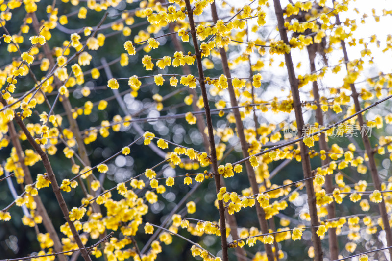 傲雪凌霜的蜡梅