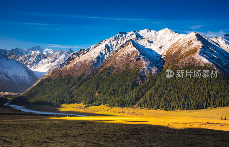 新疆夏塔草原阳光自然风景