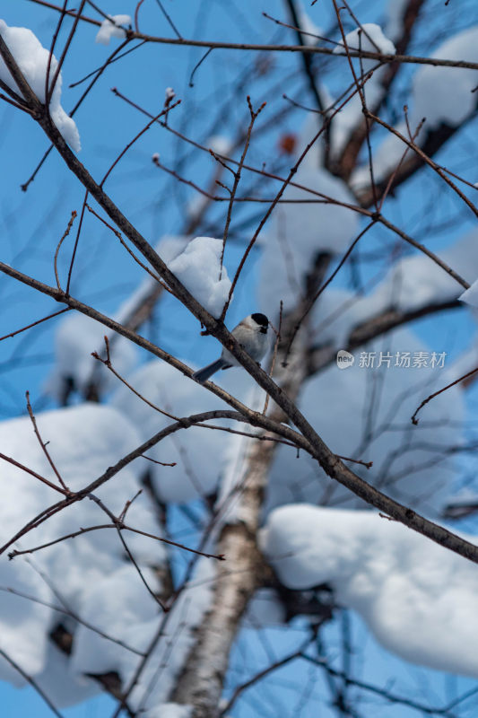 雪后树枝上的小鸟