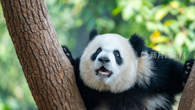 树杈上的大熊猫