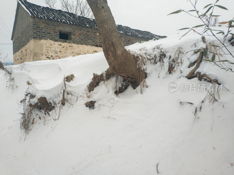 积雪中的房屋与树木景象