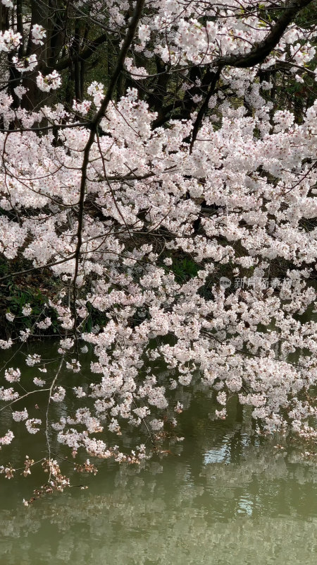 无锡鼋头渚樱花谷