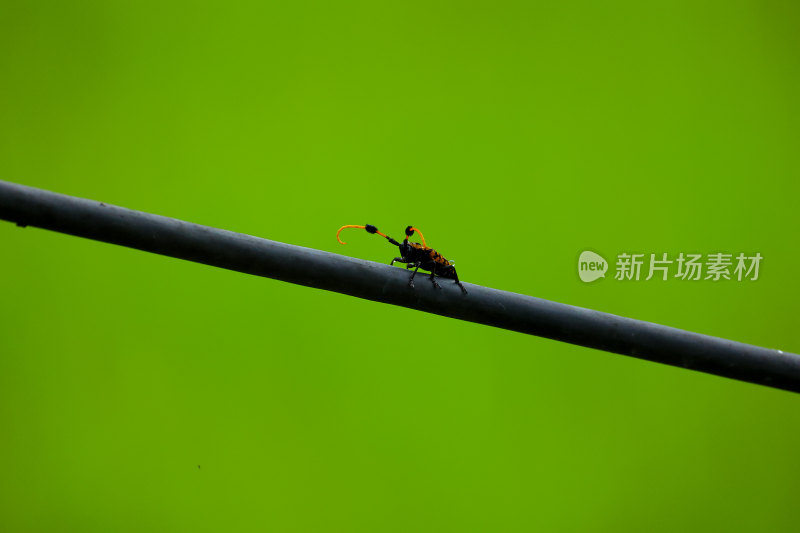 绿背景上杆上的黑色昆虫