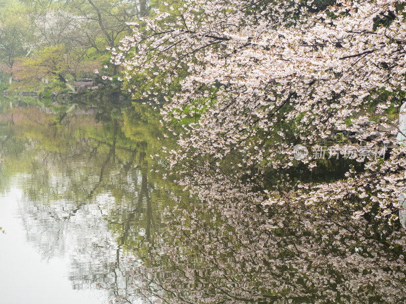 杭州西湖花港观鱼风景