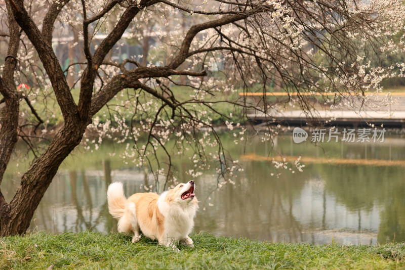 在草地上玩飞盘的边境牧羊犬