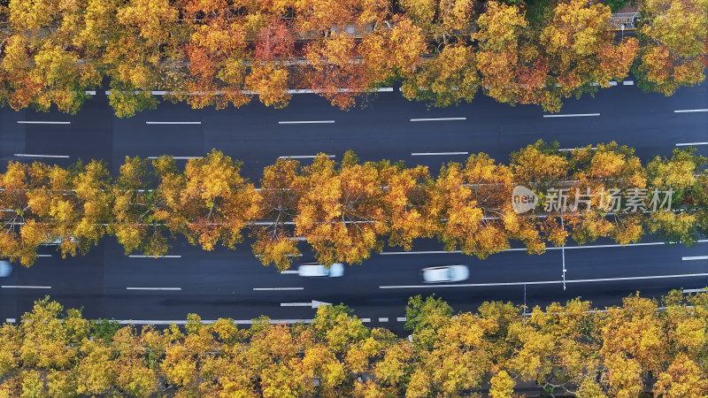 秋日树木夹道的公路航拍全景