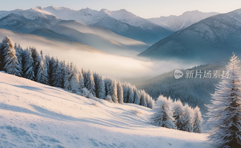 冬季森林白雪覆盖风景