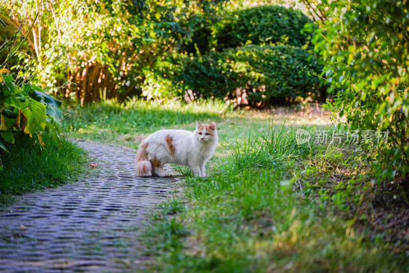 猫在小路上行走
