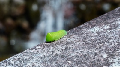 绿色毛毛虫