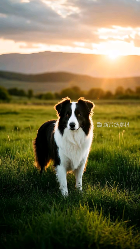 草地上的边境牧羊犬