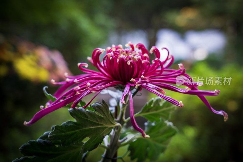 菊展菊花