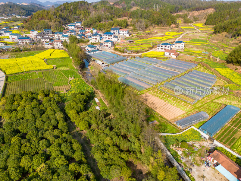 农田油菜花美丽乡村航拍摄影图