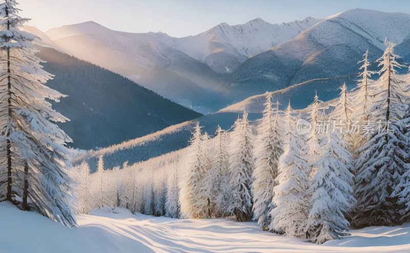 冬季森林白雪覆盖风景