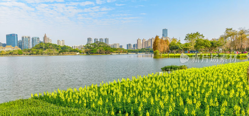 佛山市顺峰山公园盛开的金鱼草花海