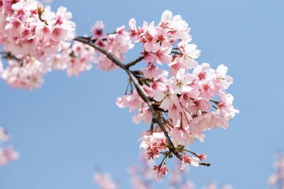 顾村樱花